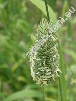 Phalaris canariensis L.