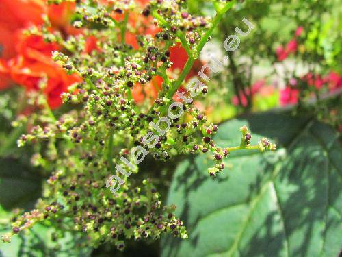 Chenopodium polyspermum L.