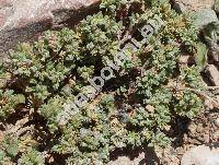 Polycarpon tetraphyllum (L.) L.