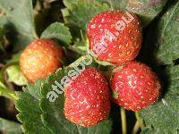 Fragaria 'Pendula'