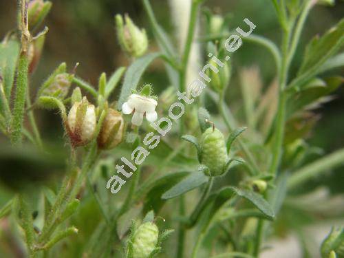 Chaenorhinum minus (L.) Lange (Microrrhinum minus (L.) Fourr., Antirrhinum minus L., Chaenorhinum, Linaria minor (L.) Desf., Linaria viscida Moench)