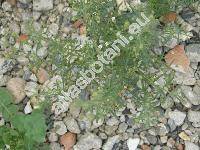 Chaenorhinum minus (L.) Lange (Microrrhinum minus (L.) Fourr., Antirrhinum minus L., Chaenorhinum, Linaria minor (L.) Desf., Linaria viscida Moench)