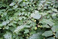 Cephalanthus occidentalis L. (Cephalanthus occidentalis var. angustifolius (Andr�) Dipp.)