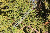 Thuja 'Brabant'