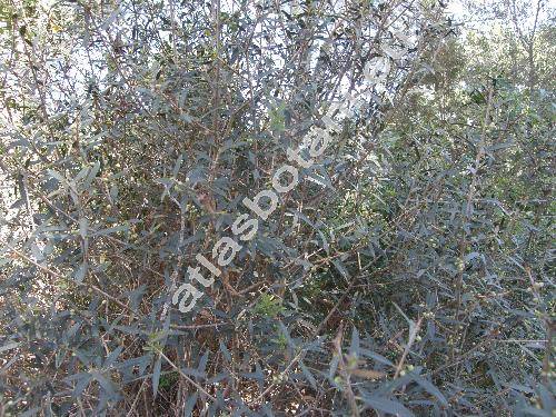 Phillyrea angustifolia L.