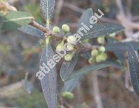 Phillyrea angustifolia L.