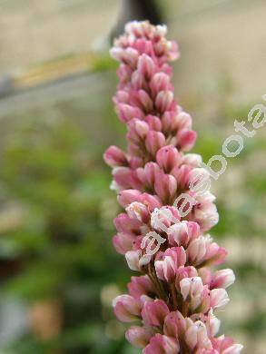 Bistorta affinis (Don) Soj. (Polygonum affine Don, Persicaria affinis)