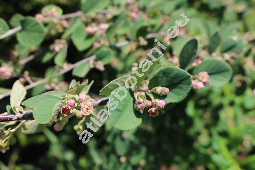 Cotoneaster tomentosus Lindl. (Cotoneaster tomentosus (Ait.) Lindl., Cotoneaster nebrodensis (Guss.) Koch, Cotoneaster parnassicus Boiss. et Heldr.)