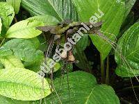 Tacca chantrieri (Tacca chantrieri Andr�, Clerodendrum esquirolli L�v. nom. illeg., Schizocapsa itagakii Yamam., Tacca wilsonii Limpr.)