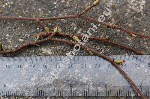Corylus 'Gunslebert'