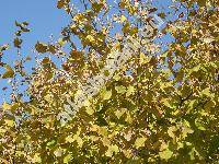 Corylus 'Gunslebert'