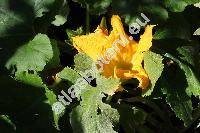 Cucurbita pepo 'Spaghetti'