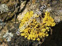 Xanthoria parietina (L.) Trevis. (Parmelia parietina)