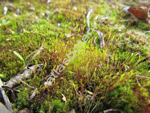 Ceratodon purpureus (Hedw.) Brid. (Ceratodon dimorthus, Ceratodon purpurascens (Hedw.) Brid., Ceratodon purpurascens (Hedw.) Jenn., Barbula helvetica Kindb.)