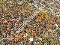Ceratodon purpureus (Hedw.) Brid. (Ceratodon dimorthus, Ceratodon purpurascens (Hedw.) Brid., Ceratodon purpurascens (Hedw.) Jenn., Barbula helvetica Kindb.)