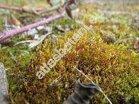 Ceratodon purpureus (Hedw.) Brid. (Ceratodon dimorthus, Ceratodon purpurascens (Hedw.) Brid., Ceratodon purpurascens (Hedw.) Jenn., Barbula helvetica Kindb.)