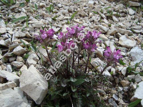 Pedicularis rosea Wulf.