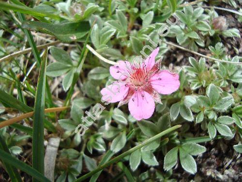 Potentilla nitida L. (Potentilla nitida (L.) Crantz)
