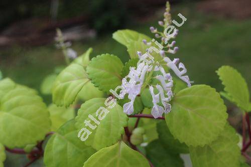 Plectranthus verticillatus (L. f.) Druce (Plectranthus nummularius Briq., Ocimum verticillatum)