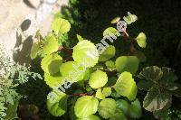 Plectranthus verticillatus (L. f.) Druce (Plectranthus nummularius Briq., Ocimum verticillatum)