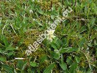 Carex ericetorum Poll. (Vignea)