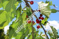 Prunus avium (L.) Moench (Prunus avium subsp. avium, Cerasus avium (L.) Moench, Prunus cerasus var. avium)