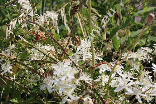 Clematis flammula L. (Clematis canaliculata Lag.)
