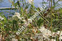 Clematis flammula L. (Clematis canaliculata Lag.)