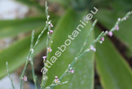 Polygonum arenarium Waldst. et Kit. (Polygonum aviculare agg.)