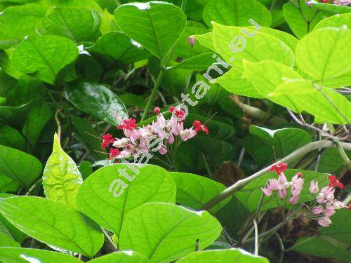 Clerodendrum splendens Don (Clerodendrum xspeciosum (Clerodendrum splendens x Clerodendrum thomsoniae))