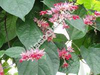 Clerodendrum splendens Don (Clerodendrum xspeciosum (Clerodendrum splendens x Clerodendrum thomsoniae))