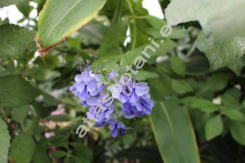 Rotheca myricoides (Hochst.) Steane et Mabb. (Clerodendrum myricoides (Hochst.) Br. ex Vatke, Spironema myricoides Hochst., Siphonanthus myricoides (Hochst.) Hiern)