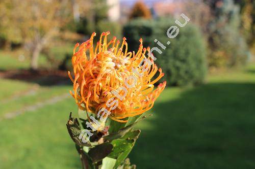 Leucospermum 'Jody Jewell' (Protea)