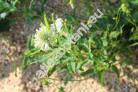 Trifolium pignantii (Trifolium pignantii Fauch� et Chaub.)