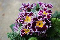 Primula 'Sirocco'