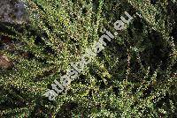 Cotoneaster microphyllus var. thymifolius Koehne (Cotoneaster thymifolius Bak., Cotoneaster microphyllus var. thymifolius (Bak.) Koehne, Crataegus integrifolia Roxb.)