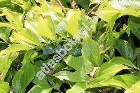 Polygonatum latifolium (Mill.) Desf. (Convallaria latifolia Mill.)