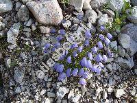 Campanula caespitosa Scop. (Campanula cespitosa f. austriaca Beck, Campanula minor (Honck.))