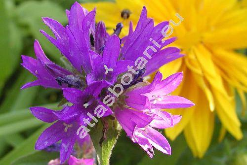 Campanula glomerata subsp. glomerata (Weitenwebera glomerata (L.) Opiz, Campanula petraea Schmidt)