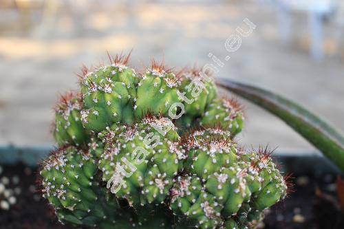 Cumulopuntia subterranea (Fr.) Ritt. (Puna subterranea (Fr.) Kies., Maihueniopsis subterranea (Fr.) Anders., Opuntia subterranea Fr., Pseudotephrocactus subterraneus  (Fr.) Kreuz., Tephrocactus variiflorus  Backeb.)