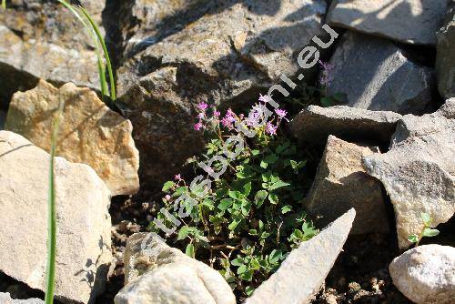 Thalictrum kiusianum Nakai (Thalictrum kiusianum Nakai-unresolved, Thalictrum filamentosum Maxim.)