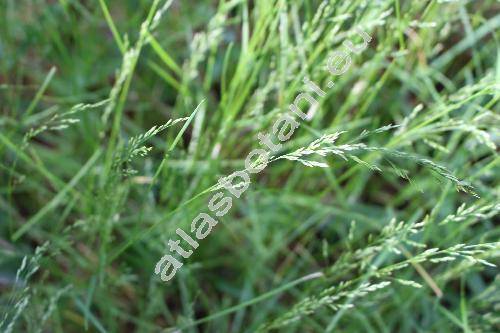 Poa nemoralis L. (Poa pratensis agg., Agrestis alba Kuntze, Agrostis)