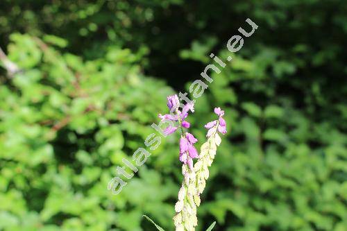 Polygala comosa Schkuhr