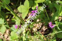 Polygala comosa Schkuhr