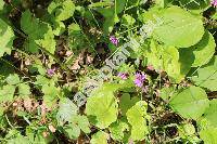 Polygala comosa Schkuhr