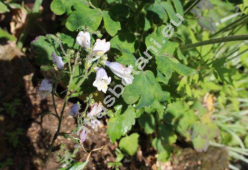 Penstemon hirsutus 'Pygmaeus'
