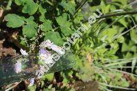 Penstemon hirsutus 'Pygmaeus'
