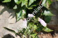Penstemon hirsutus 'Pygmaeus'