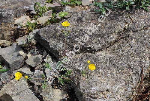 Potentilla pamiroalaica Juz.