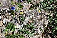 Potentilla pamiroalaica Juz.